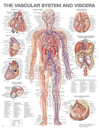 The Vascular System and Viscera Anatomical Chart