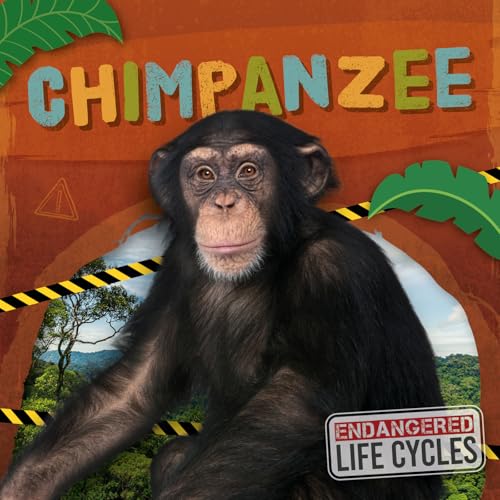 Chimpanzee