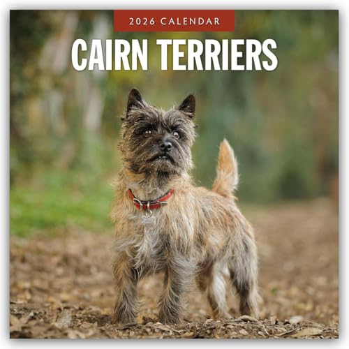 Cairn Terriers 2026 Square Wall Calendar