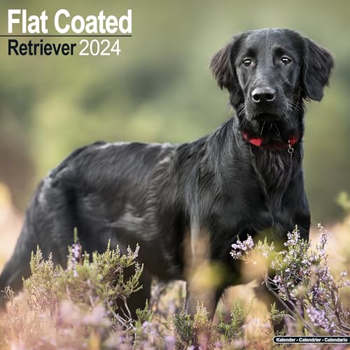 Flatcoated Retriever Calendar 2024 | Square Dog Breed Wall Calendar - 16 Month: Original Avonside-Kalender [Mehrsprachig] [Kalender]