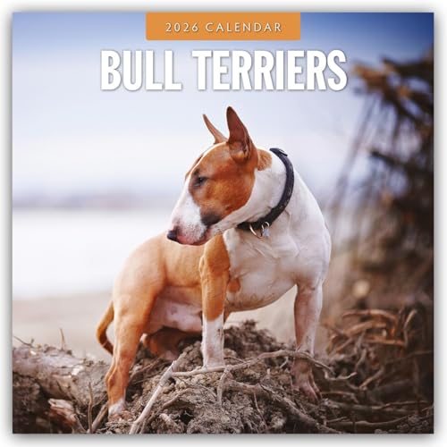 Bull Terriers 2026 Square Wall Calendar