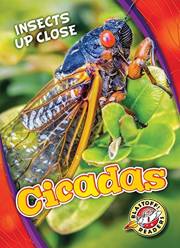 Cicadas (Insects Up Close)