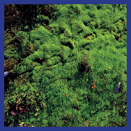 Matthias Puech - Mt. Hadamard National Park [VINYL]