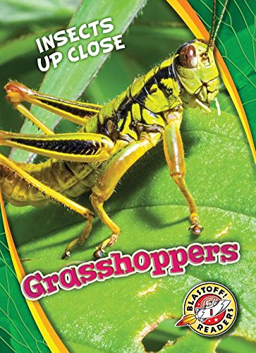 Grasshoppers (Insects Up Close)