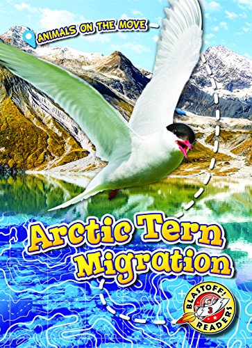 Arctic Tern Migration (Animals on the Move)