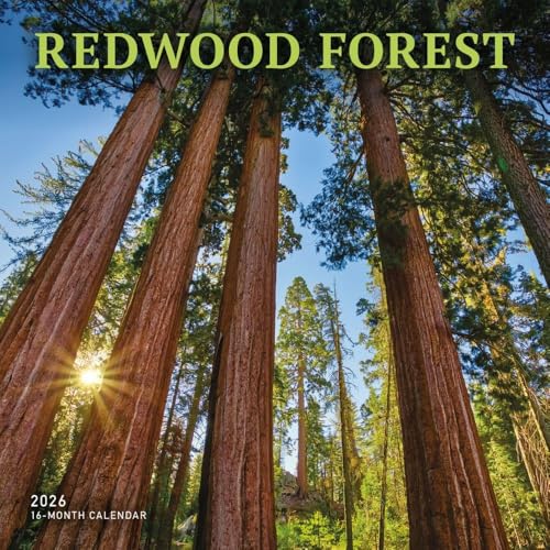 Redwood Forest Square Wall Sunday Start