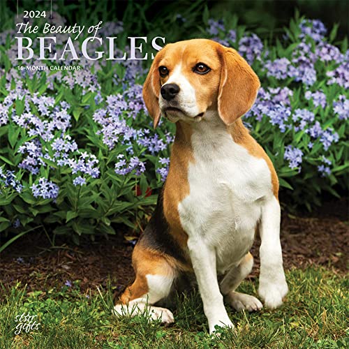 The Beauty of Beagles | 12" x 24" Square Monthly Wall Calendar | Sticker Sheet | StarGifts | Animal Dog Breeds