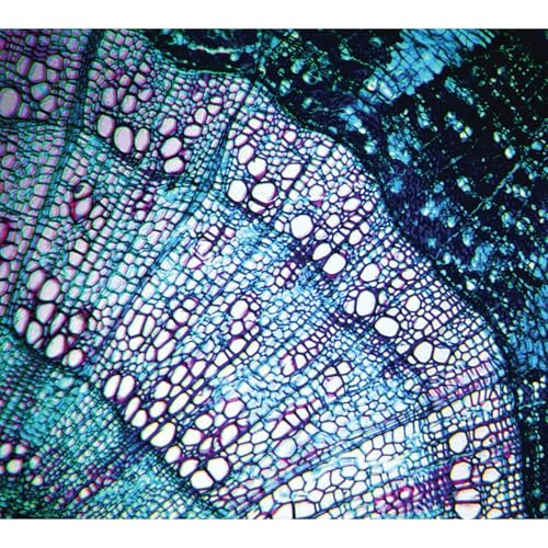BLUETECH - PETITE CONSTELLATIONS [CD]