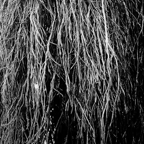 Eraldo Bernocchi, Iggor Cavalera, & Merzbow - Nocturnal Rainforest [VINYL]