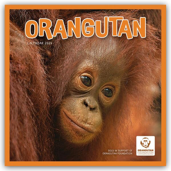 Close-up of a baby orangutan clinging to its mother, 2026 calendar.