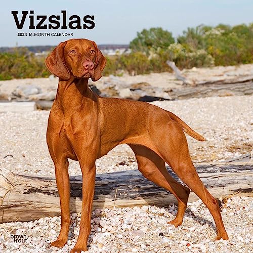 Vizslas | 2024 12 x 24 Inch Monthly Square Wall Calendar | BrownTrout | Animals Dog Breeds