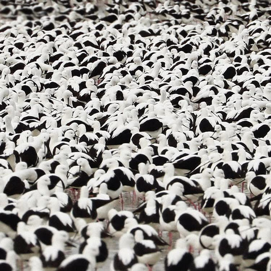 Stella Donnelly - Flood [VINYL]