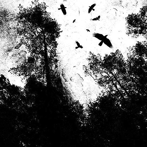 Black and white image of silhouetted trees and flying birds.