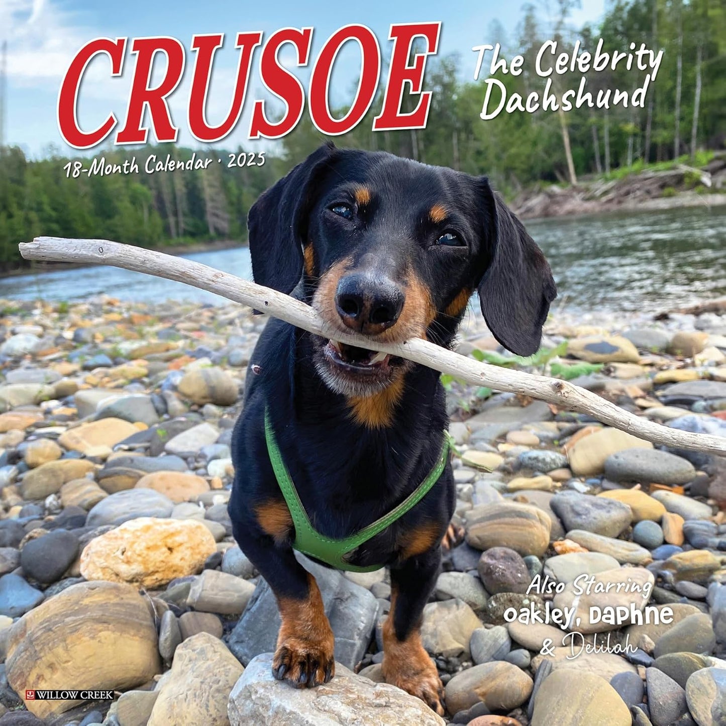 Crusoe the Celebrity Dachshund 2025 Mini