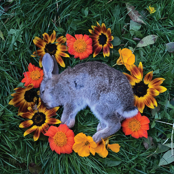 Gray rabbit curled in a circle of orange and yellow flowers.