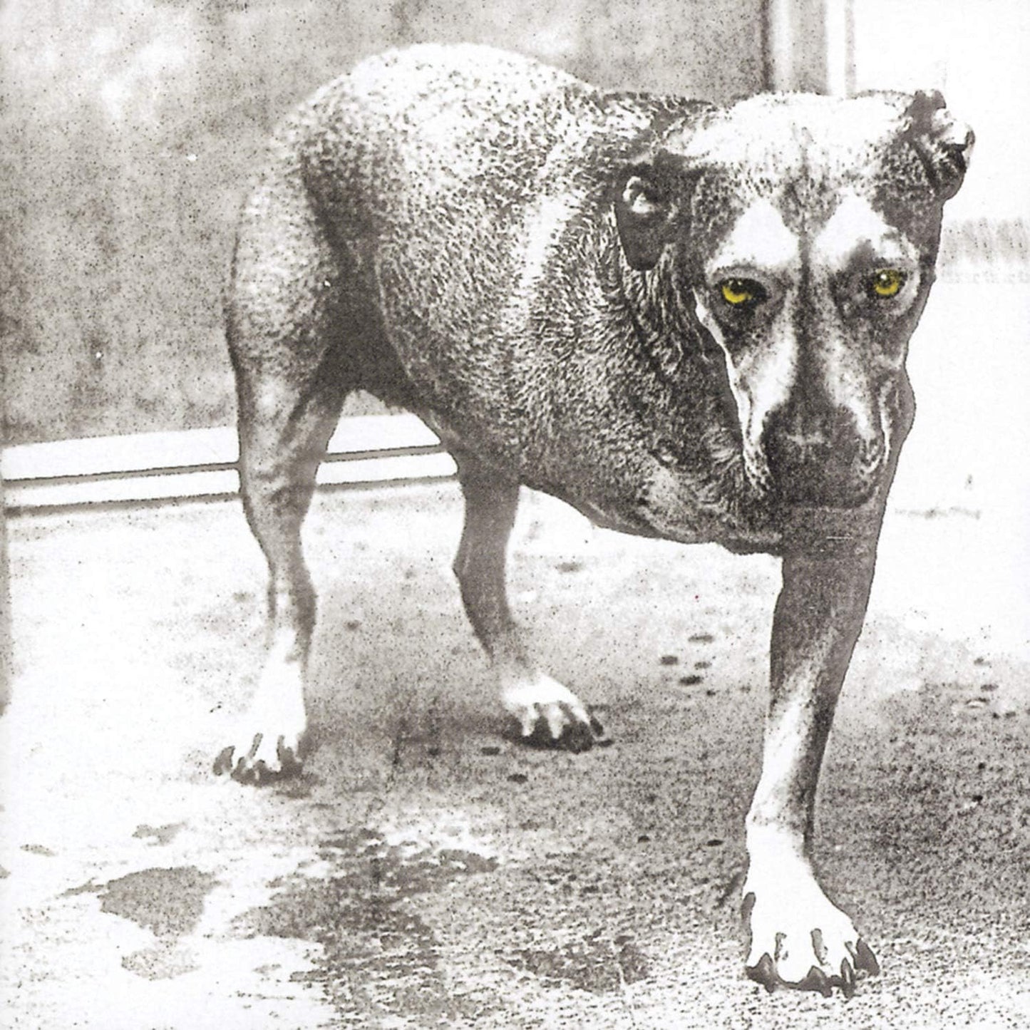 Black and white photograph of a three-legged dog with bright yellow eyes.