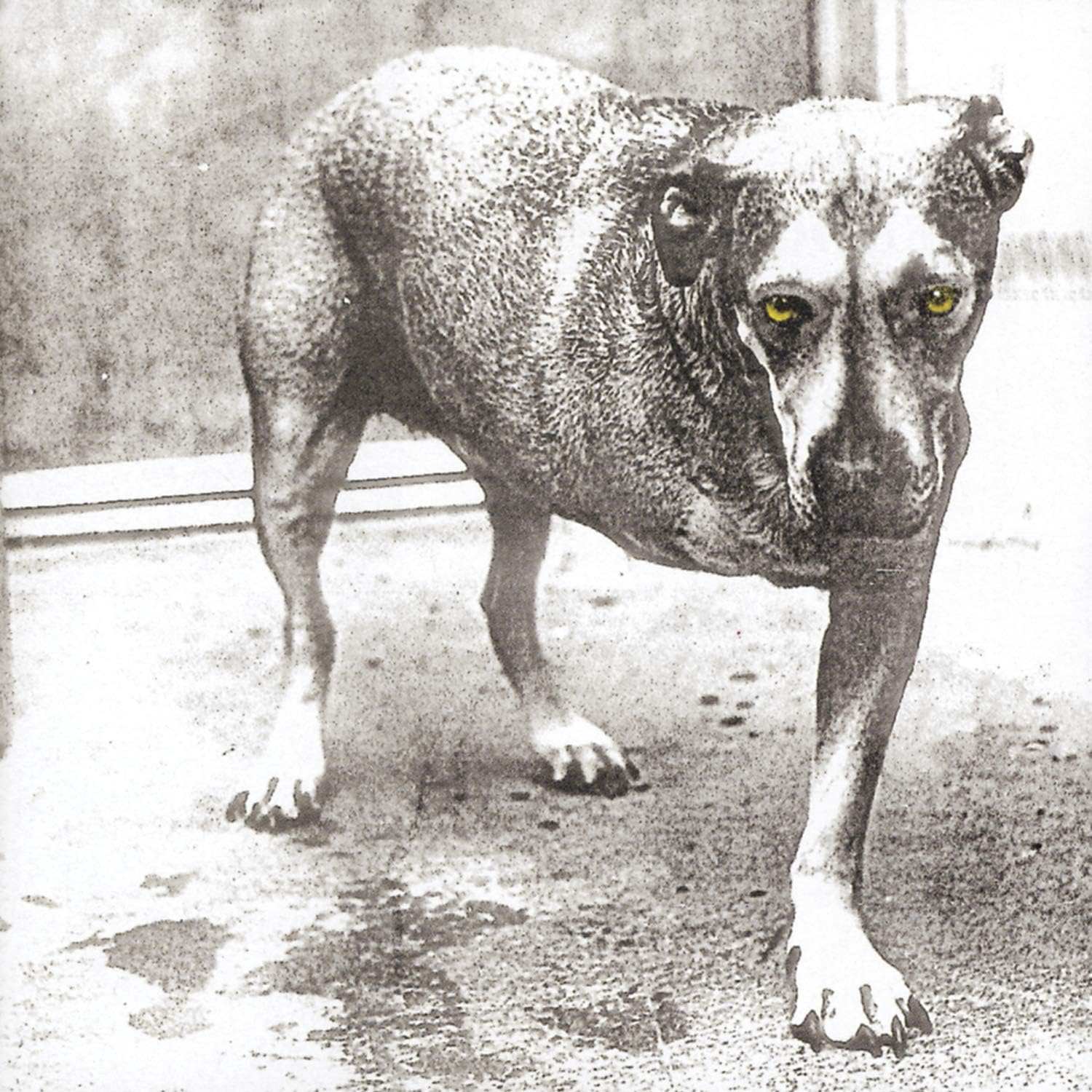 Black and white photograph of a three-legged dog with bright yellow eyes.