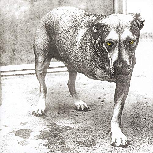 A black and white photo of a three-legged dog with bright yellow eyes.
