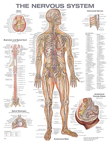 Anatomical chart illustrating the human nervous system, brain, and spinal cord.