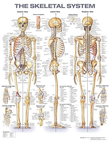Anatomical chart displaying the human skeletal system from anterior, lateral, and posterior views.