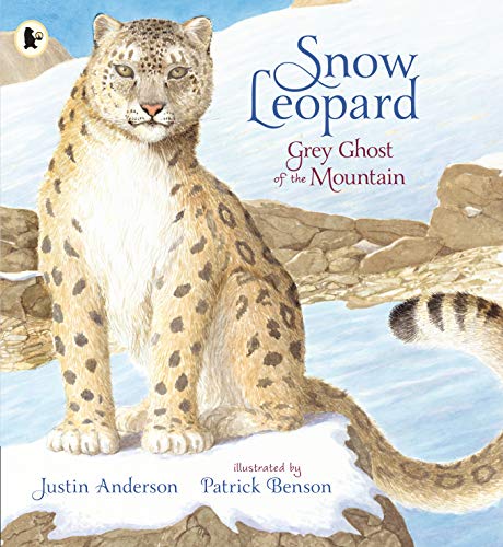 Snow leopard illustration for a children’s book, “Grey Ghost of the Mountain.”