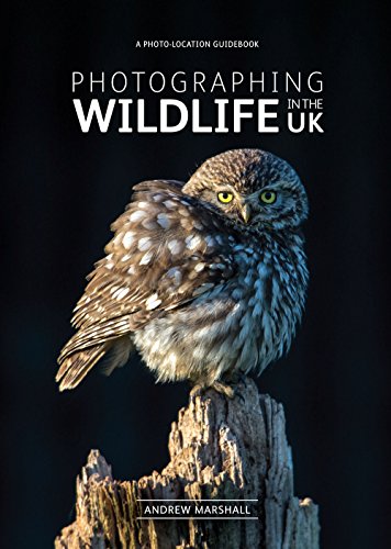 Book cover featuring a close-up of a tawny owl perched on wood.