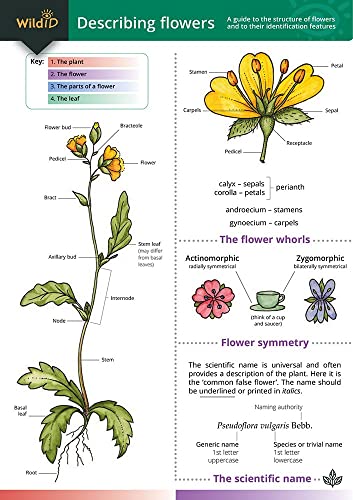 Educational chart illustrating flower anatomy, parts, and symmetry with labeled diagrams.