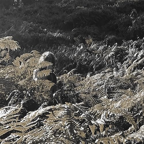 Black and white album cover featuring dense ferns and a blurred figure.
