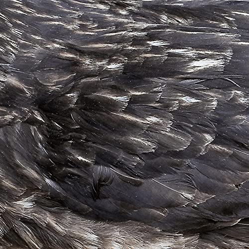 Close-up of dark, textured feathers filling the entire frame.