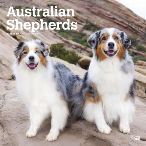 Two Australian Shepherds with blue merle and red markings pose outdoors.