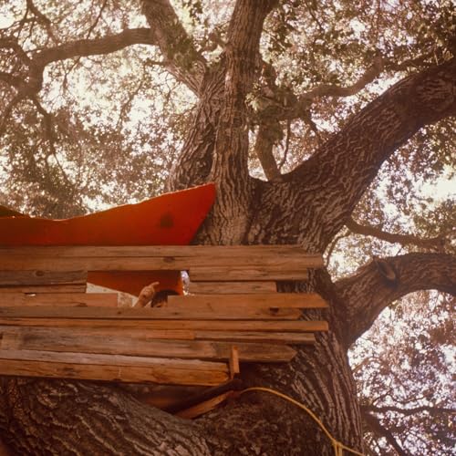 Vinyl record cover featuring a treehouse against a sunlit sky.