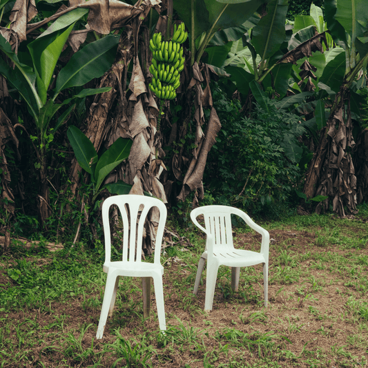 Two white plastic chairs sit facing each other amidst lush banana trees.