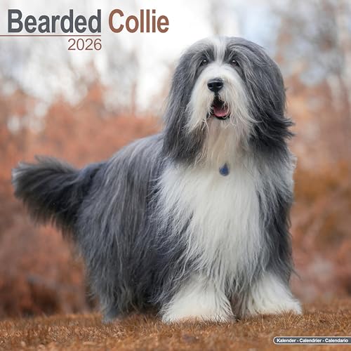 Bearded Collie Calendar 2026  Square Dog Breed Wall Calendar - 16 Month