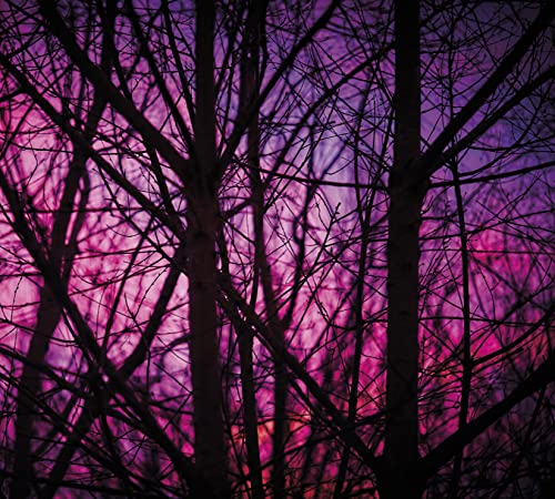 Silhouetted trees against a vibrant pink and purple sky.