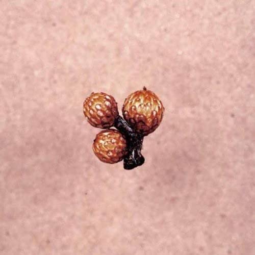 Three small, textured, brown seed pods clustered together on a light, speckled background.