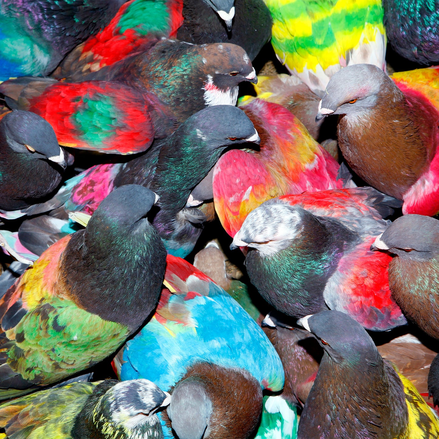 Colorful pigeons densely gathered, looking towards the viewer.
