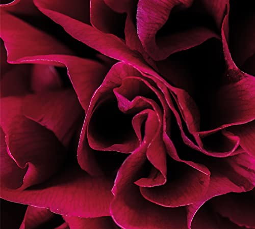 Close-up of a dark red, spiraling carnation flower.