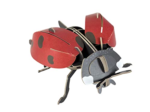 Red cardboard ladybird model with visible slot-together construction and rotating wings.