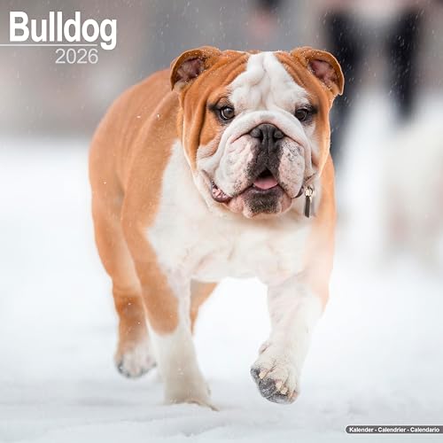 Bulldog Calendar 2026  Square Dog Breed Wall Calendar - 16 Month
