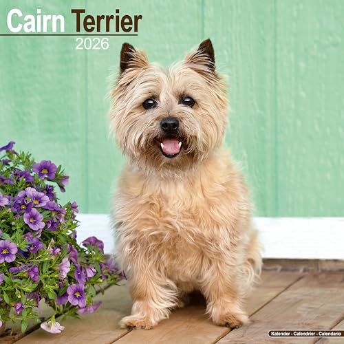 Cairn Terrier Calendar 2026  Square Dog Breed Wall Calendar - 16 Month
