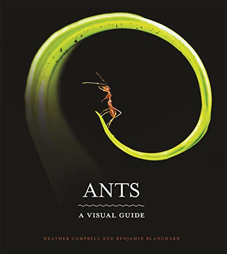 Book cover featuring an ant on a green leaf with title "Ants.