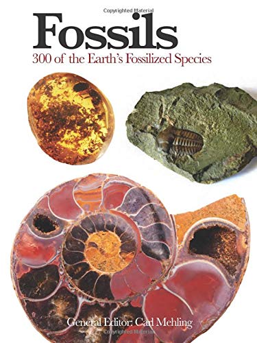 Book cover titled Fossils showing amber, a trilobite fossil, and a large ammonite shell.