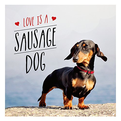 A black and tan dachshund wearing a red collar stands on a rocky surface.