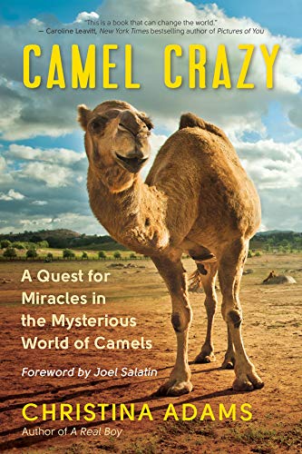 A camel stands in a dry, open field under a blue, cloudy sky.