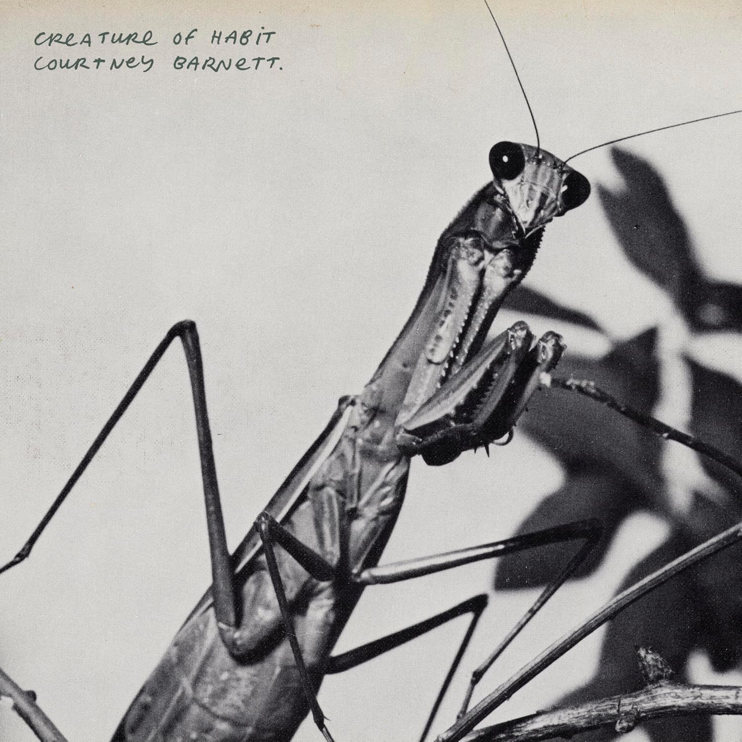 Black and white photo of a praying mantis on a wire.