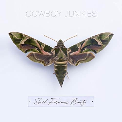 CD cover: a large, detailed moth against a white background.