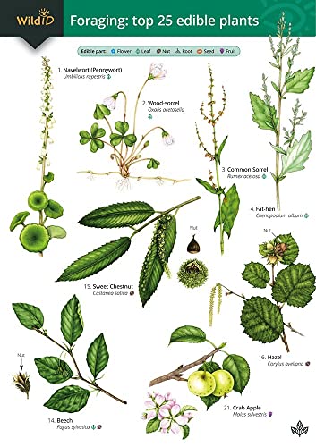 Foraging guide showing detailed botanical illustrations of 25 edible plants.