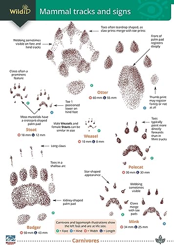 Illustrations of mammal footprints and track details, identifying species like otter, stoat, and badger.