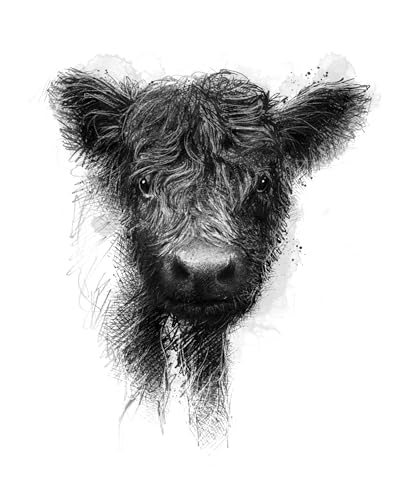 Black and white sketch of a Highland cow’s face, looking forward.