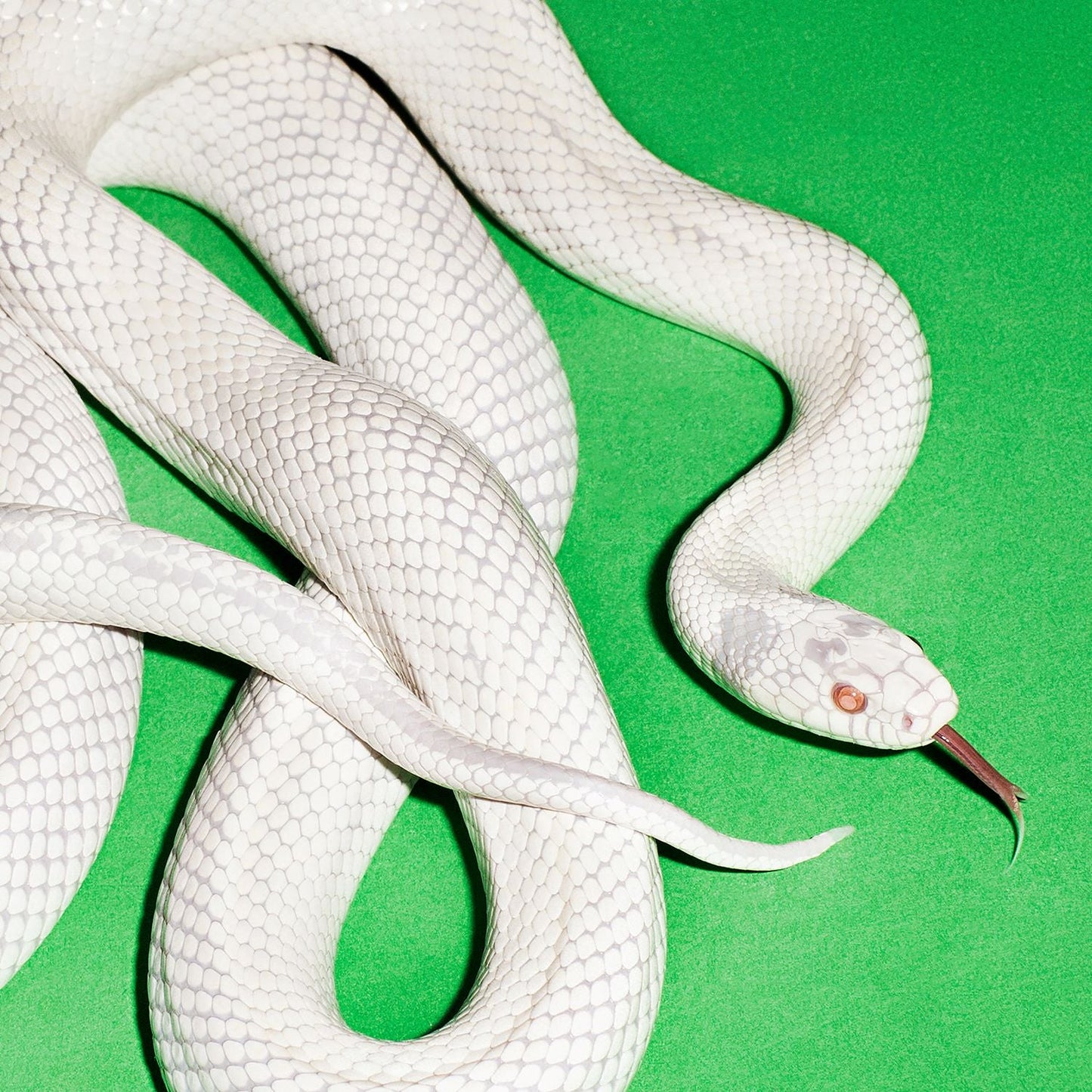 White snake coiled against a vibrant green background, head slightly raised.